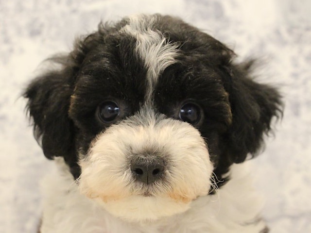 静岡県のハーフ犬 (ペッツワン沼津店/2024年3月15日生まれ/男の子/ブラックホワイト)の子犬